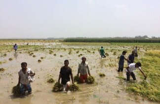 Farmers losie their crops and livelihood due to a flood disaster 