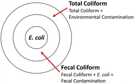 Total coliform diagram showing e.coli and fecal coliform