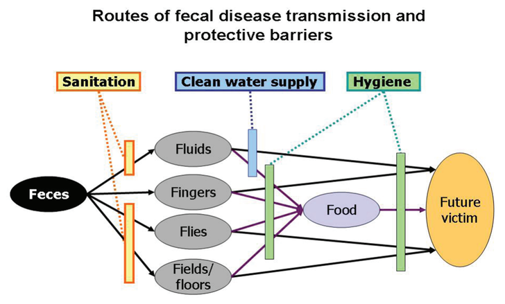 Different routes of fecal disease transmission and the various protective barriers